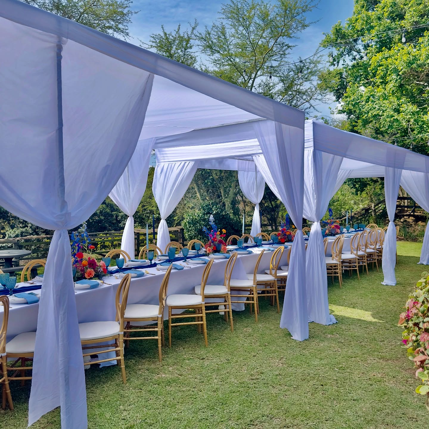 Draped garden canopy over long tables set in blue and gold